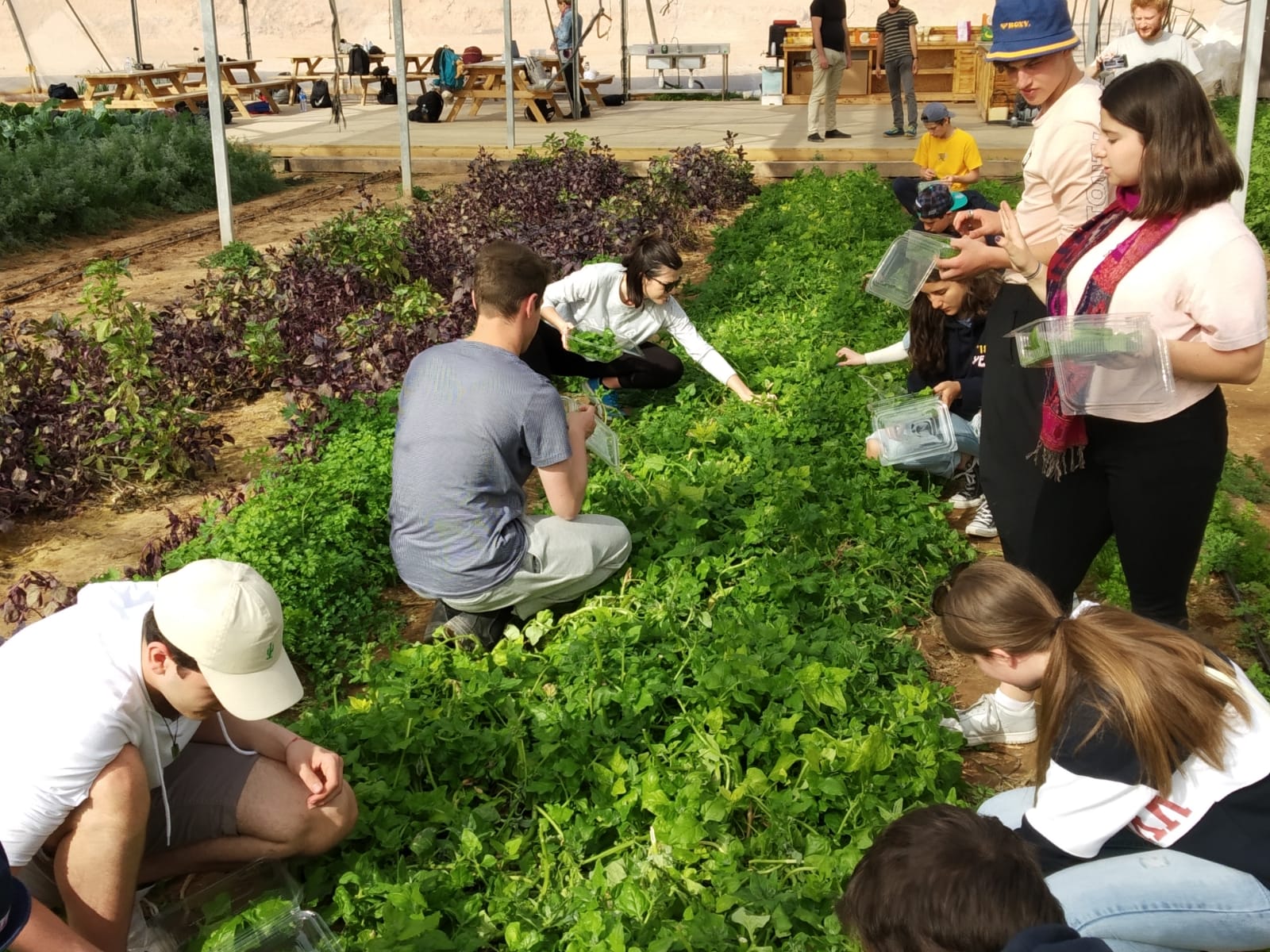קטיף תרד בחוות בין השיטין בחצבה 