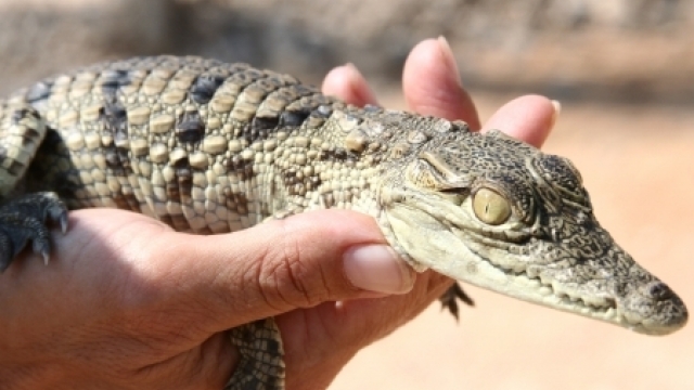 Crocoloco – Crocodile Farm